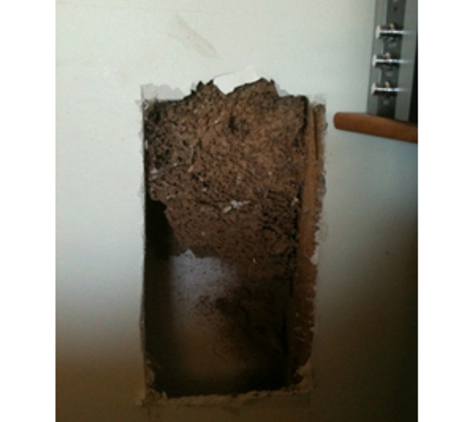 Buzz Off - Bendigo Pest Professionals - Kennington, VIC. Termite nest found in a wall cavity