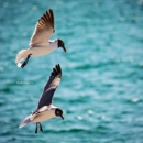 Egmont Key State Park - Parks