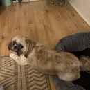 Sarays Dog Grooming - Pet Grooming