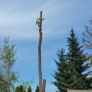 Alex's Quality Tree Service - Tree Service