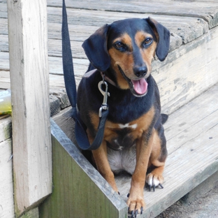 Red Oak Animal Hospital - Atlanta, GA. She loved it.