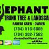 Elephant Trunk Tree and Landscaping gallery