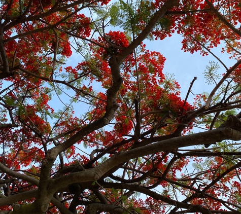 Makiki District Park - Honolulu, HI