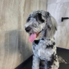 Le Filthy Pooche gallery