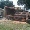 Briggs Tree Service gallery