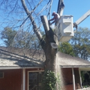 Falling Timbers Tree Service - Arborists