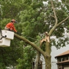 Kansas City Tree Services gallery