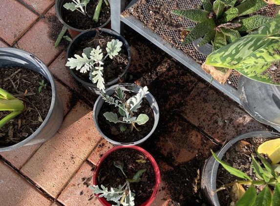 Beyond 2000 Pest Control - Narangba, QLD. Broken plants and dirt everywhere.