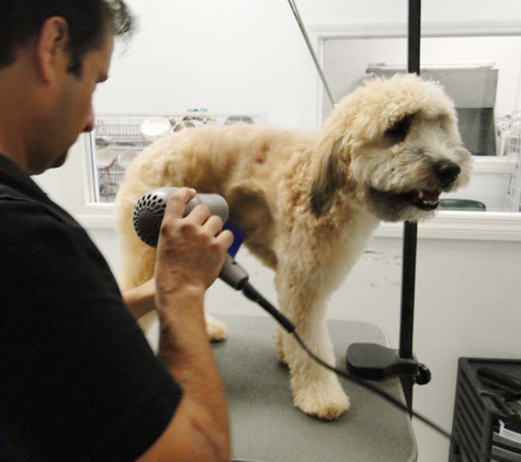 Super Cute Grooming - Kissimmee, FL