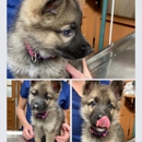 Southside Animal Hospital - Veterinarians