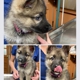 Southside Animal Hospital