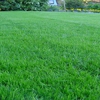 Buffalo Lawn & Landscape gallery