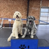 Off Leash K9 Training Winston-Salem gallery