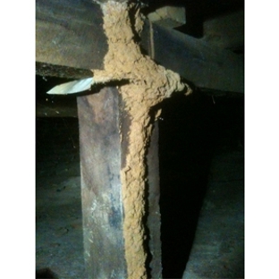 Buzz Off - Bendigo Pest Professionals - Kennington, VIC. A large termite lead found in the sub floor of a home in Bendigo.