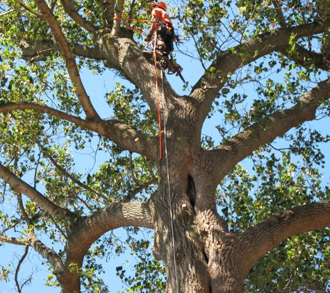 Tree Specialist Tree Service - clio, MI