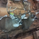 Woods Edge Taxidermy & Archery