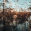 Everglades Excursions gallery