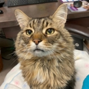 Morningstar Animal Hospital - Veterinary Clinics & Hospitals