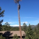 Mountain Family Tree Service