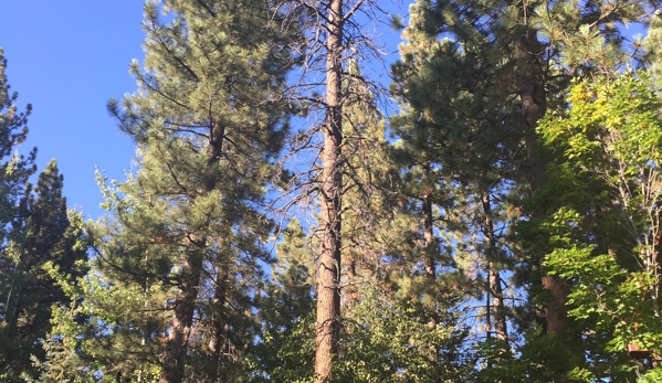 Russell's Artistry in Trees - Reno, NV. Dead tree incline village