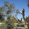 ATS Tree Services gallery