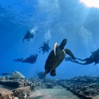 Banyan Tree Divers Maui