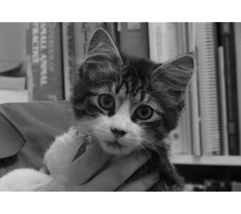 Ulverstone Veterinary Clinic - Ulverstone, TAS