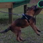 MBP Belgian Malinois