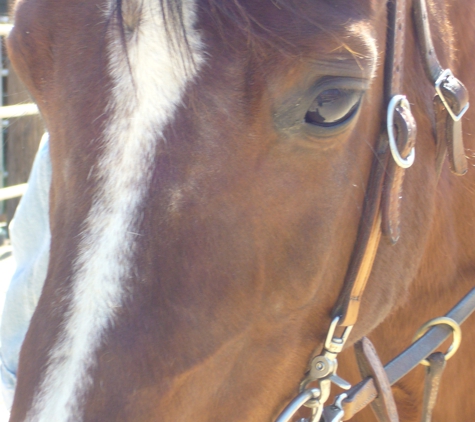 Dimensions Reiki Animal Therapy - Phoenix, AZ