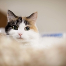 Harbor Animal Hospital - Veterinarian Emergency Services
