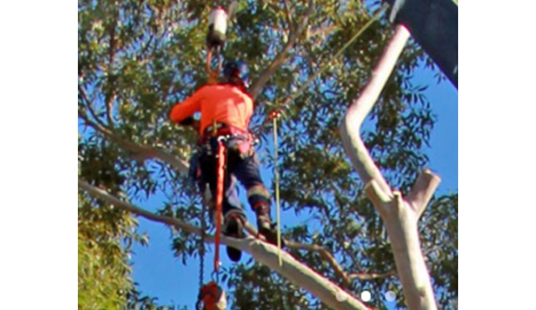 Above All Tree Services - Engadine, NSW