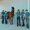 Full Circle Equine Veterinary Services gallery