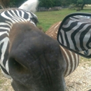 Wild Wilderness Drive-Through Safari - Zoos