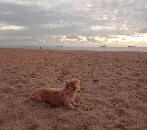 The K9 Training Academy West Palm Beach - West Palm Beach, FL. off leash at the beach