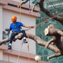 M & M Tree Service Inc - Tree Service