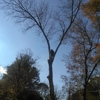 Arbor care Tree Experts, LLC gallery