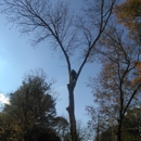 Arbor care Tree Experts, LLC - Tree Service