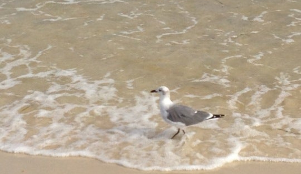 St George Island State Park - Eastpoint, FL