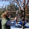ArborSurveys Professional Tree Care gallery