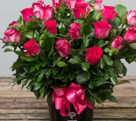 Nati Roses International Pty Ltd