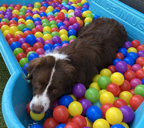 Room For Paws Pet Resort - Stamford, CT