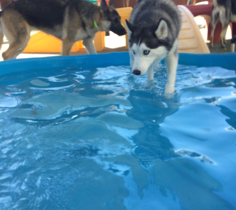 Benny's Dog Resort - Carrollton, TX. Pooltime for the pups