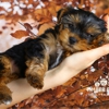 Timber and Co. Dog Training gallery