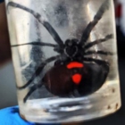 A-1 Exterminators