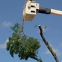Clean Cut Tree Care