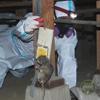Green Rodent Restoration gallery