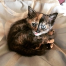 KC Pet Project - Pet Services