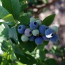 Fruits of the Villa - Fruit & Vegetable Markets