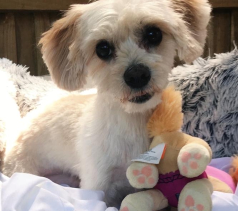Superb Dog Grooming - Wheelers Hill, VIC