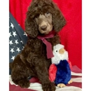 Deblyns Poodles - Pet Breeders